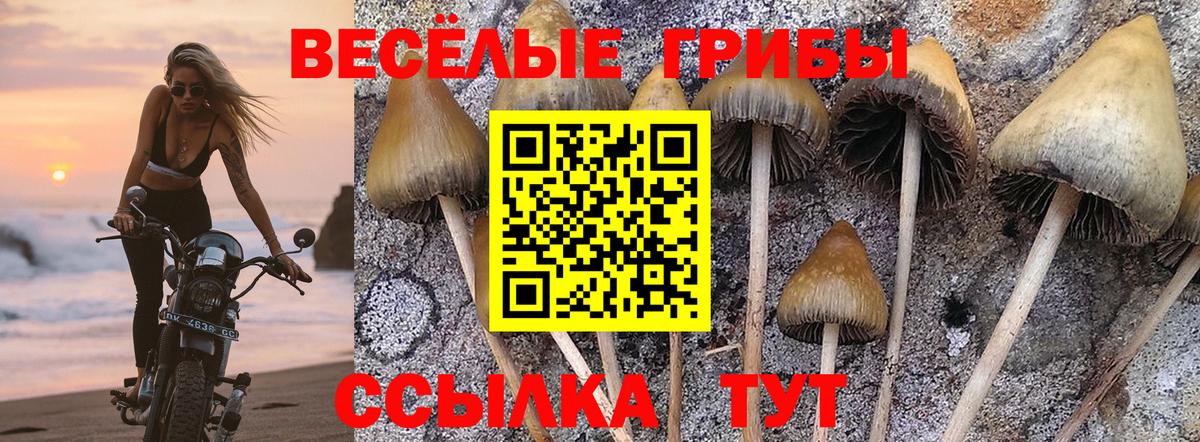 Псилоцибиновые грибы Cubensis  Галлюциногенные грибы Psilocybine cubensis  Вход с VPN  Мелеуз 